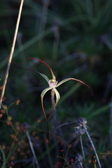 Caladenia dimidia