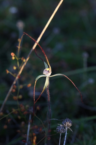 Image of Caladenia dimidia by (c) Hugo Innes, some rights reserved (CC BY)