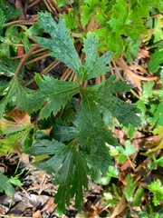 Trachymene composita composita