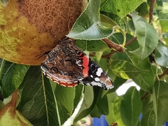 Vanessa atalanta