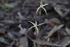 Caladenia paradoxa