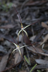 Caladenia paradoxa