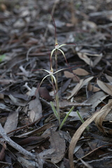 Caladenia paradoxa