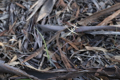 Caladenia paradoxa