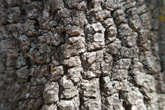 Acer monspessulanum
