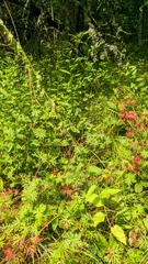 Campanula bononiensis