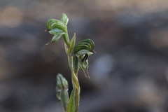 Pterostylis occulta