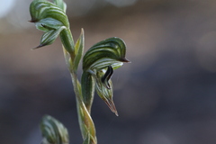 Pterostylis occulta