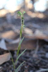 Pterostylis occulta