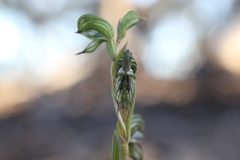 Pterostylis occulta