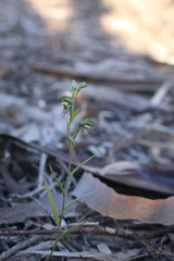 Pterostylis occulta