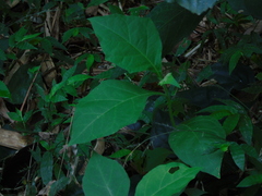 Solanum jamaicense