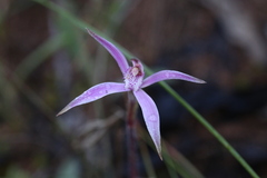 Caladenia hirta rosea
