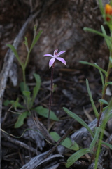Caladenia hirta rosea