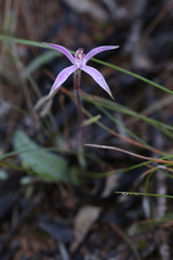 Caladenia hirta rosea