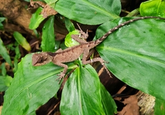 Acanthosaura crucigera