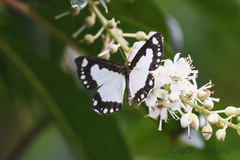 Psychostrophia nymphidiaria