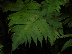 Pleocnemia irregularis