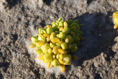 Gunniopsis septifraga (Gunniopsis septifraga)