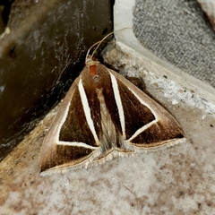 Chalciope delta
