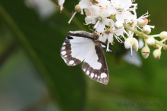 Psychostrophia nymphidiaria