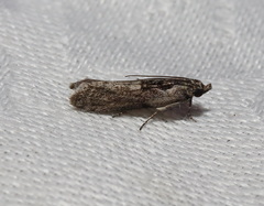 Sciota melanostyla