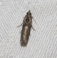 Sciota melanostyla