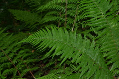 Dryopteris affinis borreri
