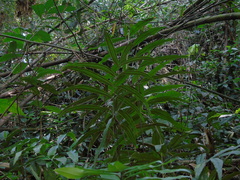 Taenitis blechnoides