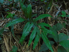 Taenitis blechnoides