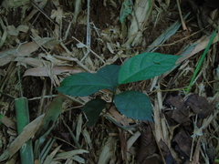 Ficus montana