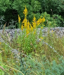 Solidago × niederederi