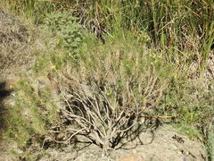 Euryops arabicus