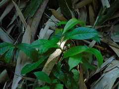 Tetracera indica
