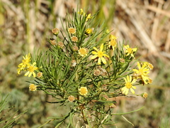 Euryops arabicus