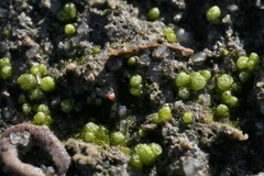 Monocarpus sphaerocarpus