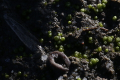 Monocarpus sphaerocarpus