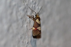 Nodozana rhodosticta