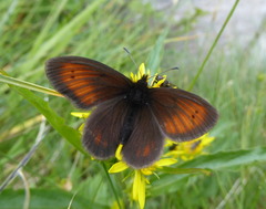 Erebia epiphron