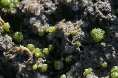 Monocarpus sphaerocarpus