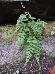 Cystopteris tennesseensis