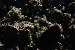 Monocarpus sphaerocarpus