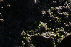 Monocarpus sphaerocarpus