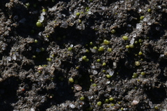 Monocarpus sphaerocarpus