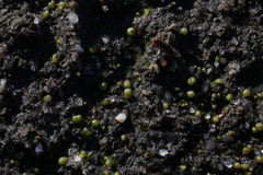 Monocarpus sphaerocarpus