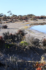 Monocarpus sphaerocarpus