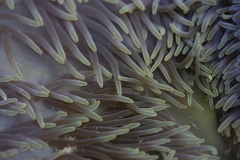Stichodactyla