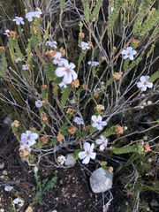 Adenandra obtusata