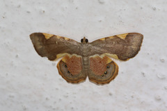 Opisthoxia trimaculata