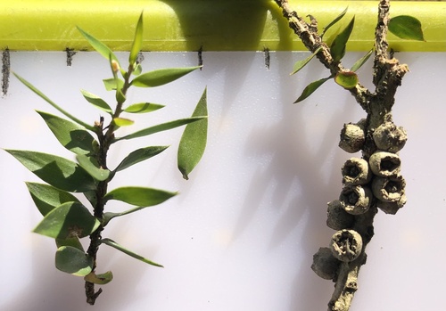 Melaleuca styphelioides